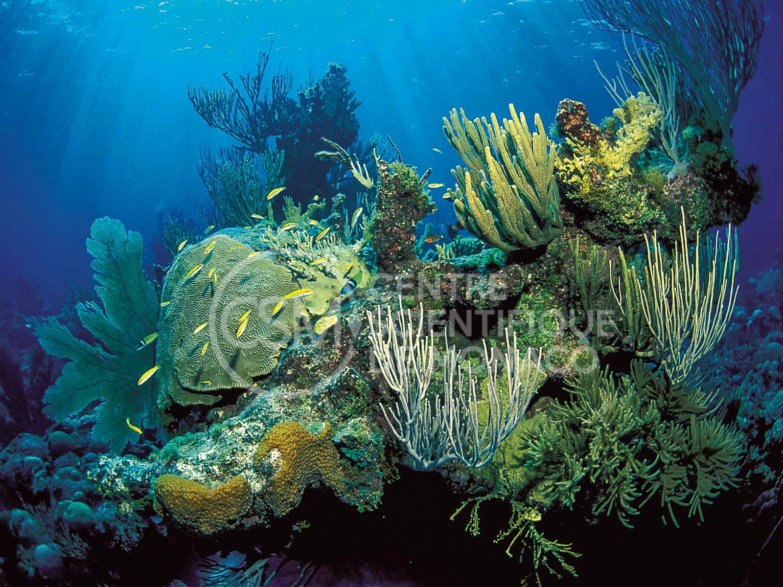 Сообщение растительный мир в океане. Растительный мир Атлантического океана Посейдония. Диатомеи водоросли Тихого океана.